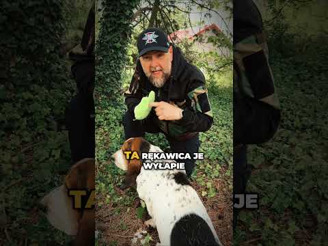 Rękawica Tick Mitt do usuwania kleszczy - Zielona