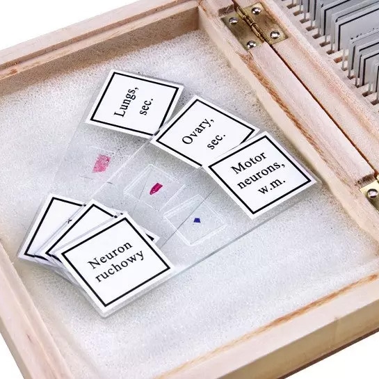 Preparaty biologiczne Opticon - Anatomia Człowieka